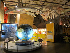 Whale skeleton above large raised relief globe