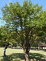 P. sinensis, stablo