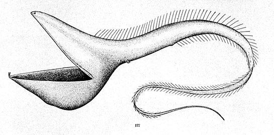 Šírotlamka pelikánovitá (Eurypharynx pelecanoides) s bizarně zvětšenou tlamou