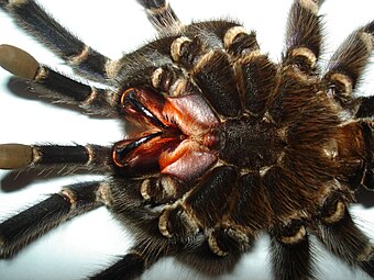 クモの前体の腹側。6対の附属肢の中で口器として機能するのは鋏角と触肢の基節のみで、歩脚に顎基らしき突起物はない。