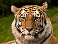 Image 41Siberian tiger (from Mammalogy)