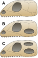 Anapsid, synapsid and diapsid skulls, based on Preto(m)'s figures