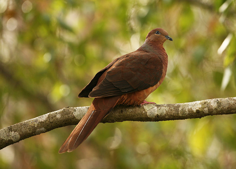 File:Brown Cuckoo-Dove.jpg