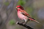 Thumbnail for Purple finch