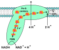 Electron transport in NADH dehydrogenase (originally by TimVickers)