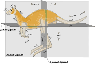 الاتجاهات التشريحية، تطبيق على الكنغر أكبر الحيوانات الجرابية كمثال للفقاريات.