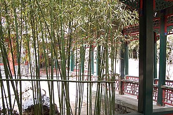 Bamboo in a garden in the Summer Palace