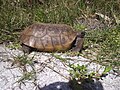 Gopher tortoise by nature trail.