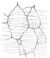 The myenteric plexus of a rabbit. X 50.