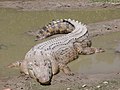 Thumbnail for Saltwater crocodile