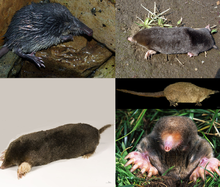 various moles