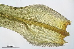 Ulota bruchii (knotskroesmos), gedeelte van blad met lange cellen in de bladbasis en korte cellen van de bladschijf