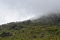 Montane Protea bushland