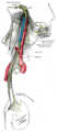 Course and distribution of the glossopharyngeal, vagus, and accessory nerves. The accessory nerve (top left) travels down through the jugular foramen with the other two nerves, and then passes down, usually over the internal jugular vein, to supply the sternocleidomastoid and trapezius muscles