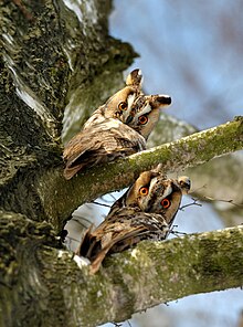 Oiseaux aux grands yeux perchés dans un arbre proches du tronc.
