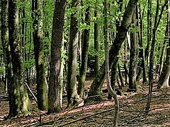A deciduous beech forest in Slovenia