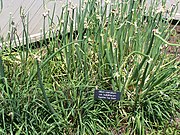 Allium caeruleum var. bulbilliferum Egyptian Top Onion at Minnesota Landscape Arboretum