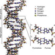 DNA Structure+Key+Labelled.pn NoBB