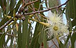 Thumbnail for Eucalyptus