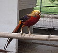 A golden pheasant in Lahore Zoo, Pakistan.