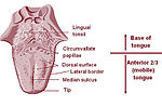 Thumbnail for Lingual tonsils