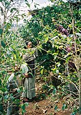An Ethiopian family working in their backyard fruit orchard