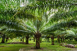 Palm plantation in Sagpangan