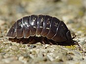Woodlouse: seven pairs of legs, seven body segments (plus head and tail)