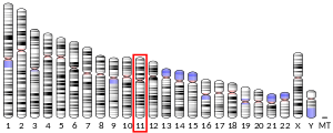 Chromosomate 11 locatum