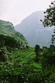 Persawahan, Himalaya bagian bawah, Nepal.