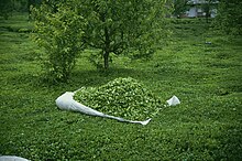 Large heap of green leaves on a white plastic sheet amongst low green plants in front of a couple of small trees