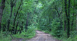 Davy Crockett National Forest, Houston County, Texas, USA (May 2019)