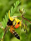 Bee gathering pollen (orange pollen basket on its leg)