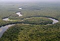 Selva pluviala dins lo Bacin de Còngo