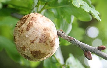 The oak apple or gall-nut, a tumor growing on oak trees, was the main source of black dye and black writing ink from the 14th century until the 19th century.