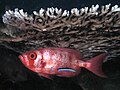 Image 21Cleaner wrasse signals its cleaning services to a big eye squirrelfish (from Animal coloration)