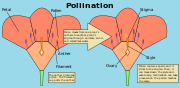 Thumbnail for Pollination