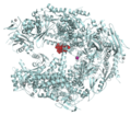 S. cerevisiae RNA polymerase II in complex with α-amanitin