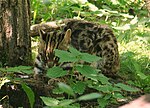 Thumbnail for Leopard cat