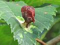 Pouch leaf gall on elm leaf (aphid T. ulmi), the Netherlands