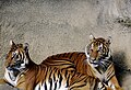 Tigre d'Indochina