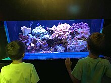 Florida Aquarium Educational Program for Kids - Josh Vignona