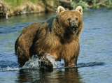 Kodiak-medve
