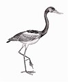 Presbyornis isoni Uma ave anseriforme Altura: 1,2 m