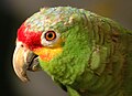 Image 41Biodiversity is an asset for ecotourism. A red-lored amazon (from Tourism in Belize)