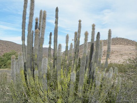 Plants growing in La Paz, Baja California Sur