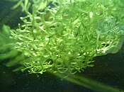 Riccia fluitans, an aquatic thallose liverwort.