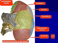 Image showing the structures that the kidney lies near
