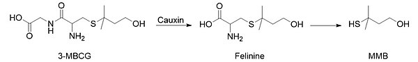 Reaction scheme of 3-mercapto-3-methylbutanol from cauxin-controlled felinine mechanism