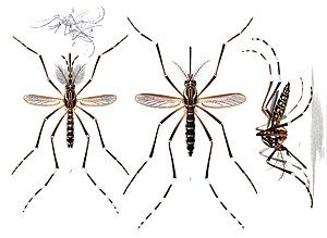 Adult yellow fever mosquito Aedes aegypti, typical of subfamily Culicinae. Male (left) has bushy antennae and longer palps than female (right)